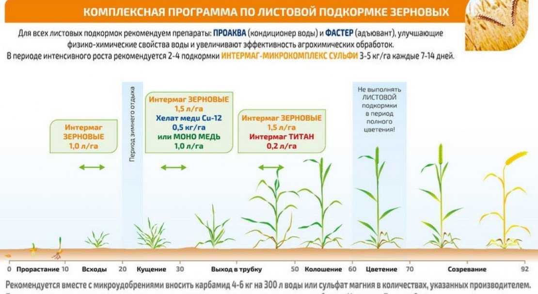Подкормка озимой и яровой пшеницы: осенняя и весенняя, нормы внесения сложных удобрений, использование диаммофоски и сульфата аммония, нужен ли азот