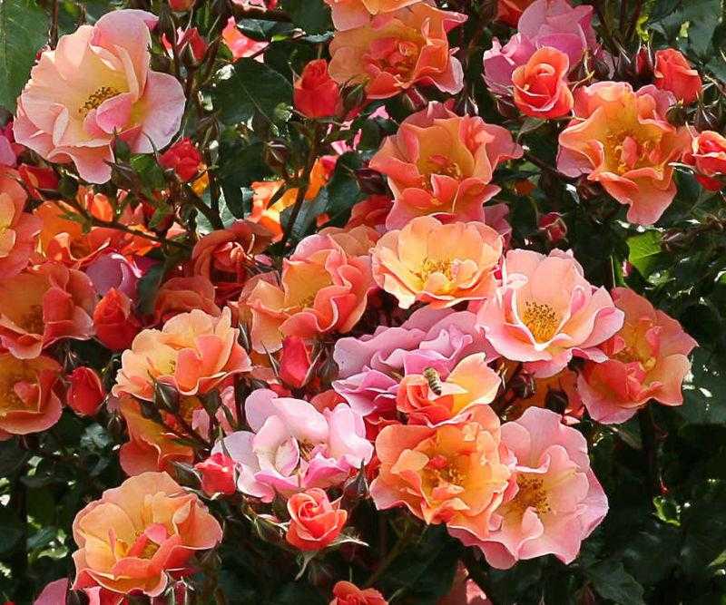 Плетистые розы, цветущие все лето: сорта зимостойкие