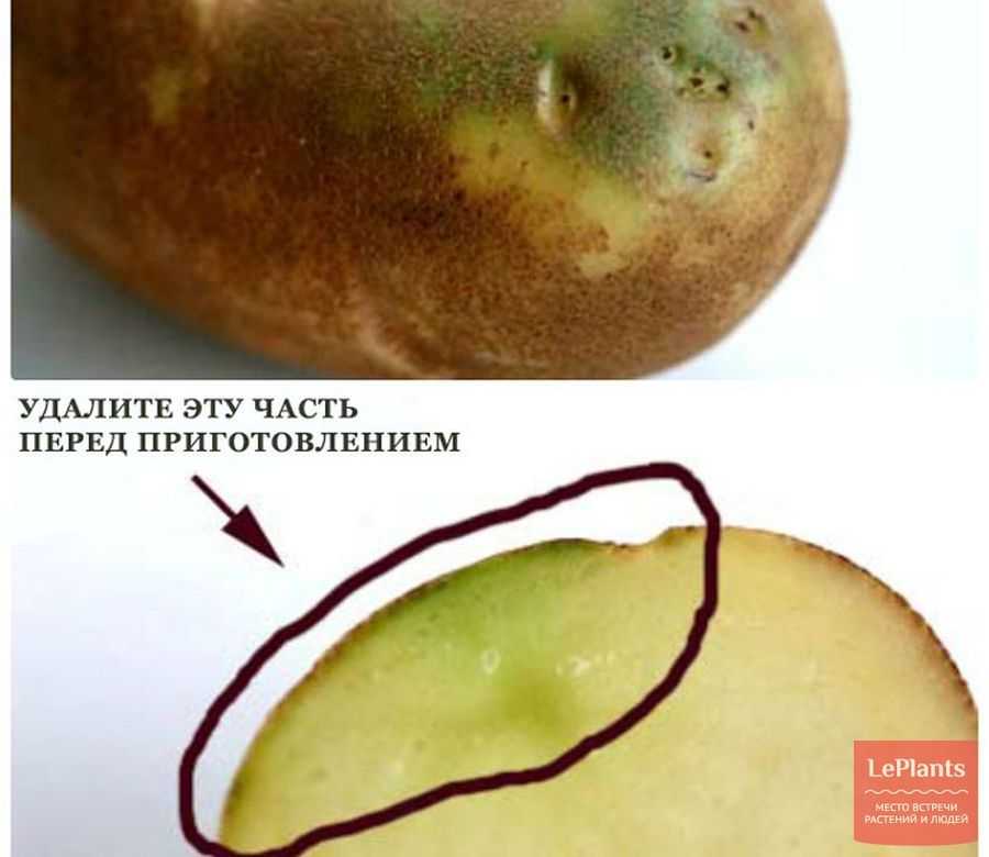 Почему картошка зелёная и насколько она вредна