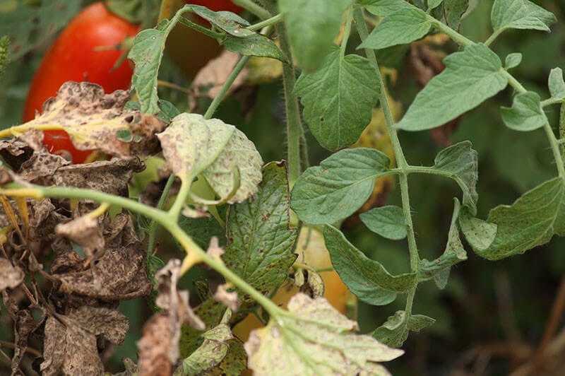 Причины желтых пятен на листьях томатов — методы борьбы и способы профилактики