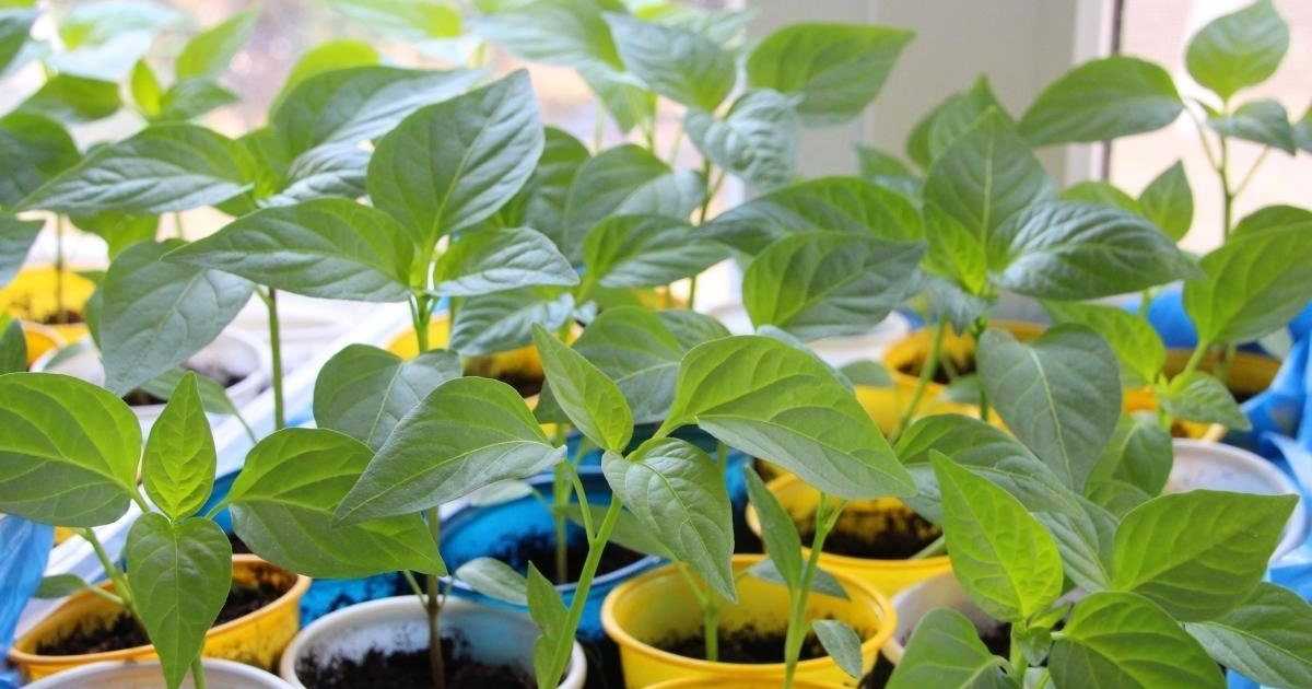 Выращивание из семян острого перца на подоконнике круглый год пошагово с видео