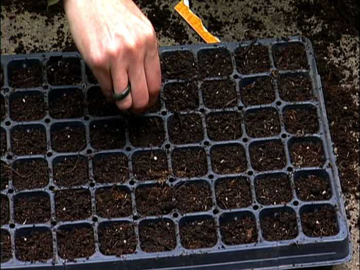 Посадка тыквы в 2020 году: сроки посева, выращивание и уход