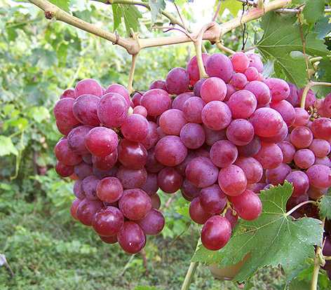 Сверхранние сорта винограда – описания и нюансы высадки + видео