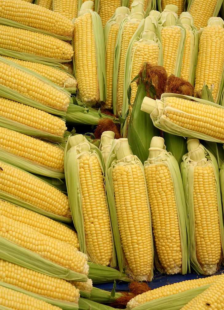 Особенности выращивания и применения кормовой кукурузы