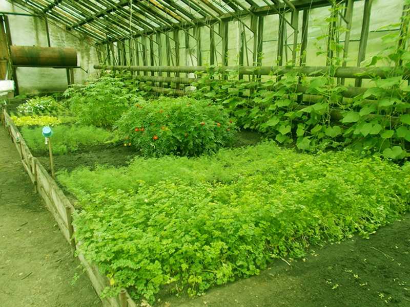 Выращивание зелени на продажу как бизнес