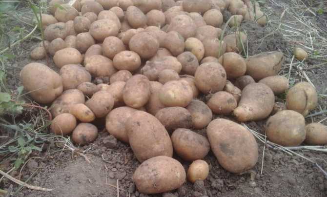 Скашивание ботвы картофеля перед уборкой — повышение качества урожая