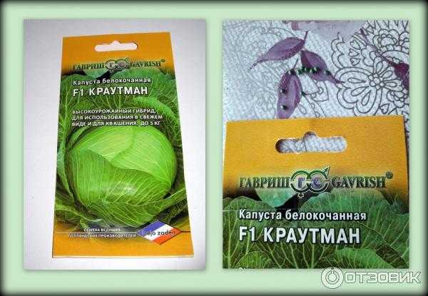 Капуста краутман (krautman) f1: характеристика сорта, урожайность, вкусовые качества гибрида, посадка и уход