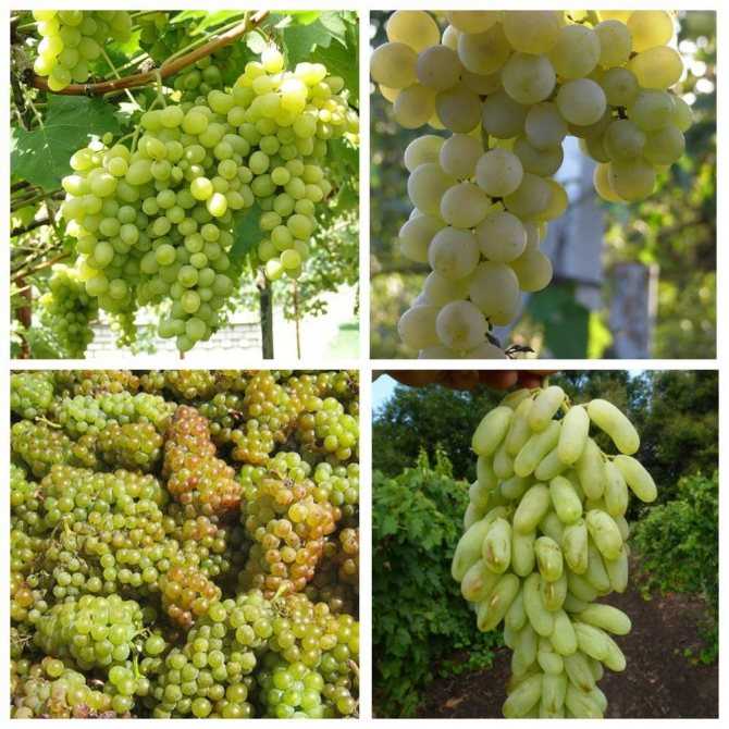30 лучших сортов винограда для виноградных регионов россии: инфо и описание