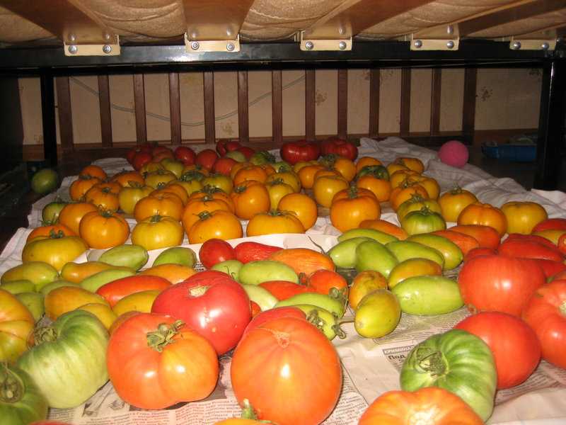 Как зеленые помидоры сделать красными дома: 6 простых приемов
