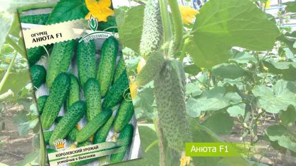 Семена огурцов голландской селекции: обзор сортов с описанием и фото