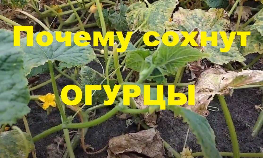 Чем опрыскать огурцы, чтобы не желтели листья: народные средства и препараты