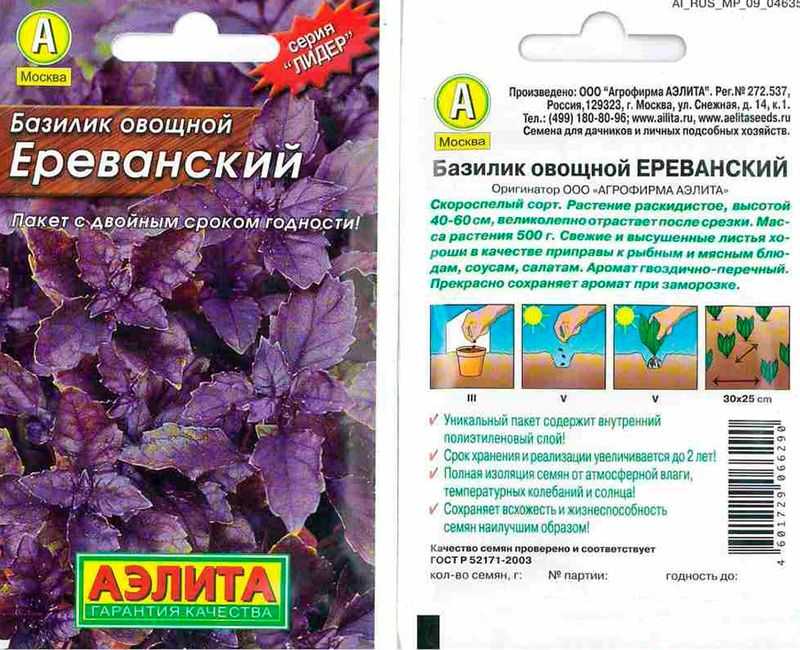 Базилик фиолетовый (арарат, ереванский): польза и вред для здоровья, выращивание из семян