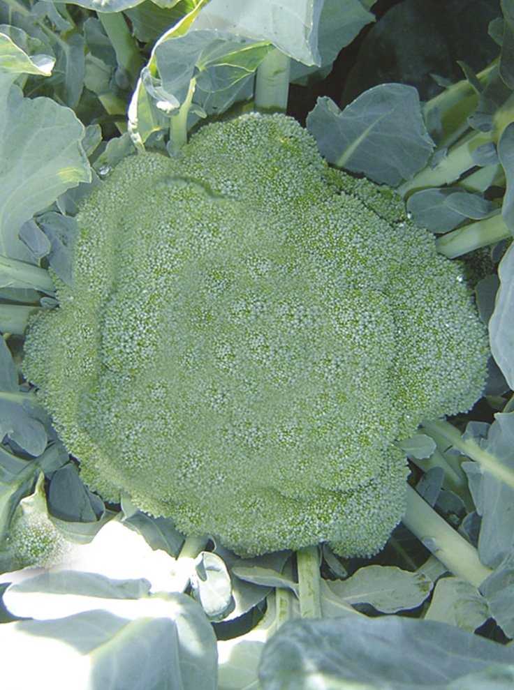 Брокколи маратон f1: описание сорта, характеристика урожайности, отзывы о вкусовых качествах капусты, особенности выращивания