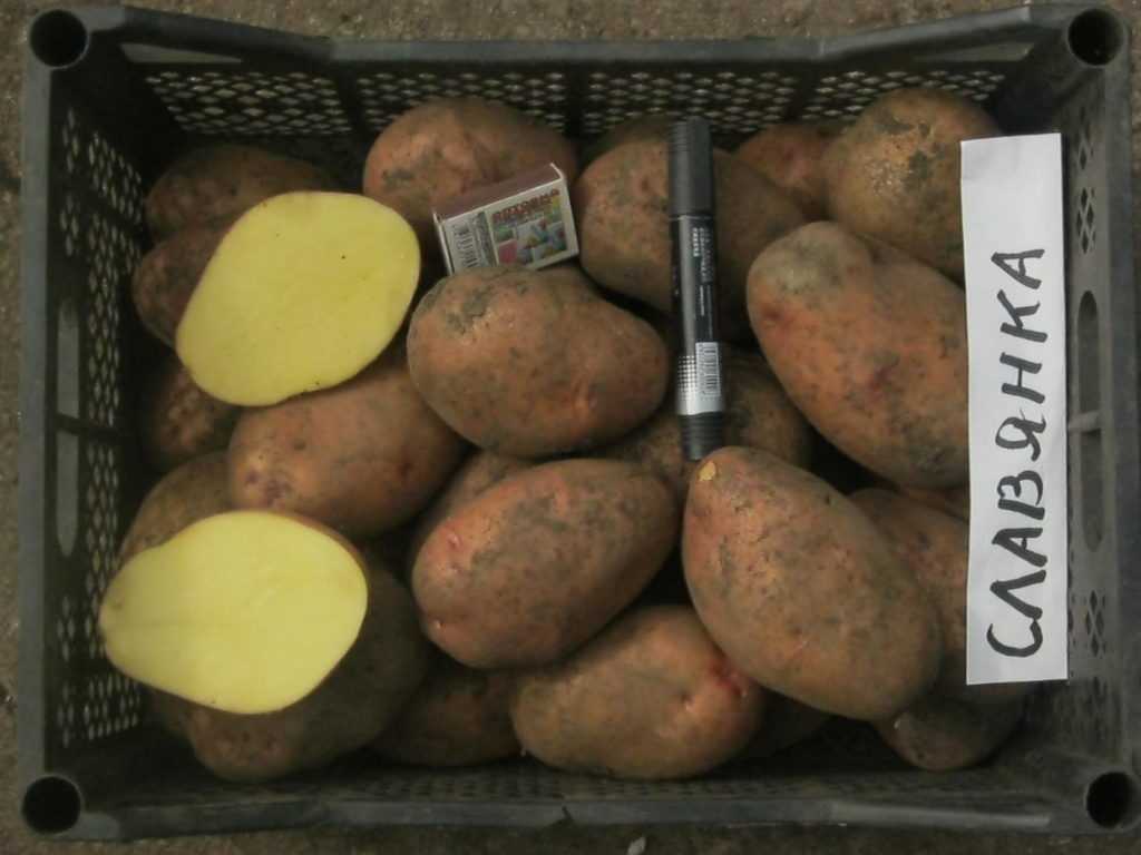 Картофель агата: описание сорта, характеристика, фото русский фермер