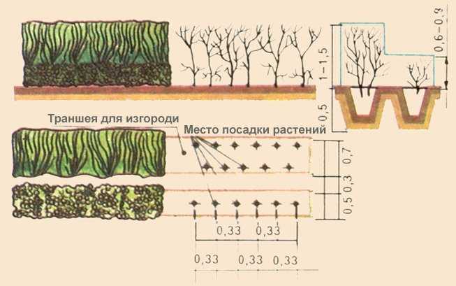 Посадка малины осенью: в каком месяце посадить? как правильно сажать саженцы с корнями на даче? сроки для подмосковья и других регионов