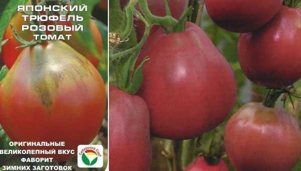 Красивый и вкусный томат «чайная роза»: описание сорта, фото, советы по выращиванию