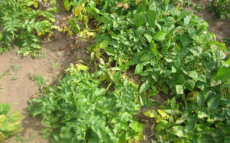 Почему у картошки почернели, засохли листья: возможные причины, методы борьбы