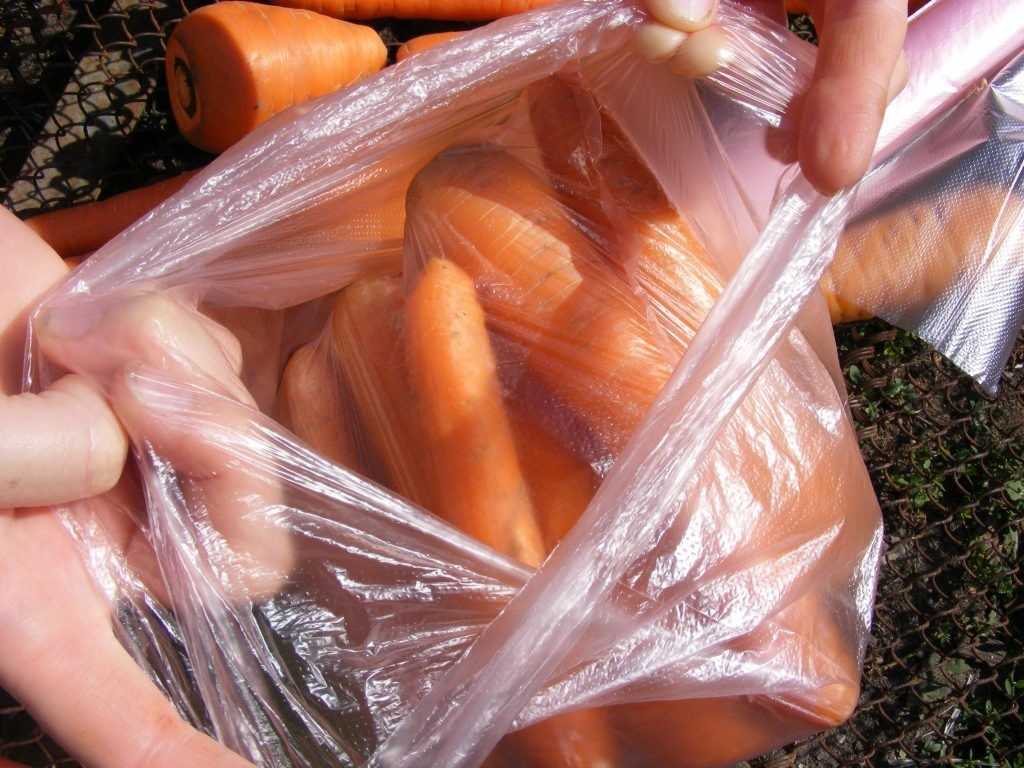 Как хранить морковь в холодильнике: свежую, вареную, очищенную или корейскую, а также как правильно подготовить ее, чтобы она не вяла и не портилась всю зиму? selo.guru — интернет портал о сельском хо