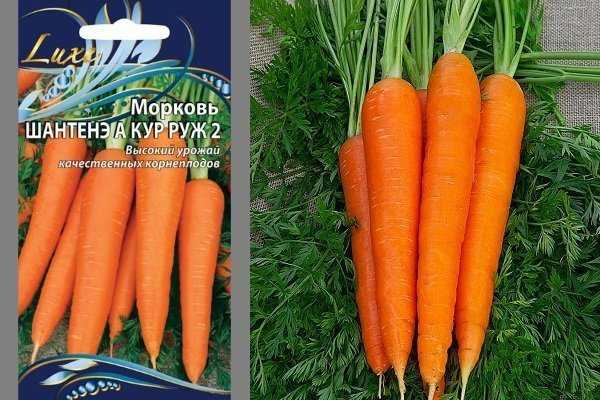 Морковь шантане: описание сорта, отзывы, выращивание и уход