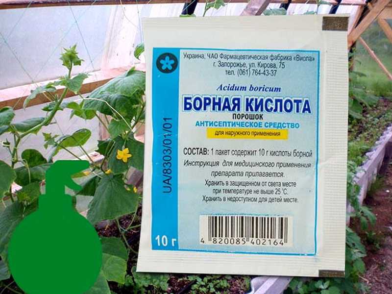 Борная кислота для огурцов: опрыскивание для завязей и урожая на supersadovnik.ru