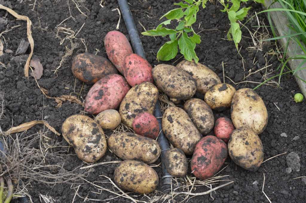Картофель аврора: фото, описание сорта, характеристика, отзывы