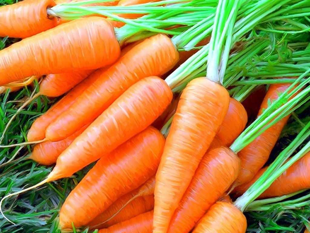 Белая морковь: как называется, как растет