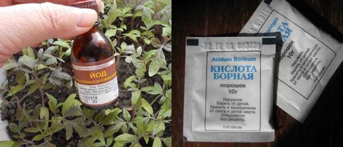 Нашатырный спирт в саду и огороде: замена дорогих удобрений и препаратов