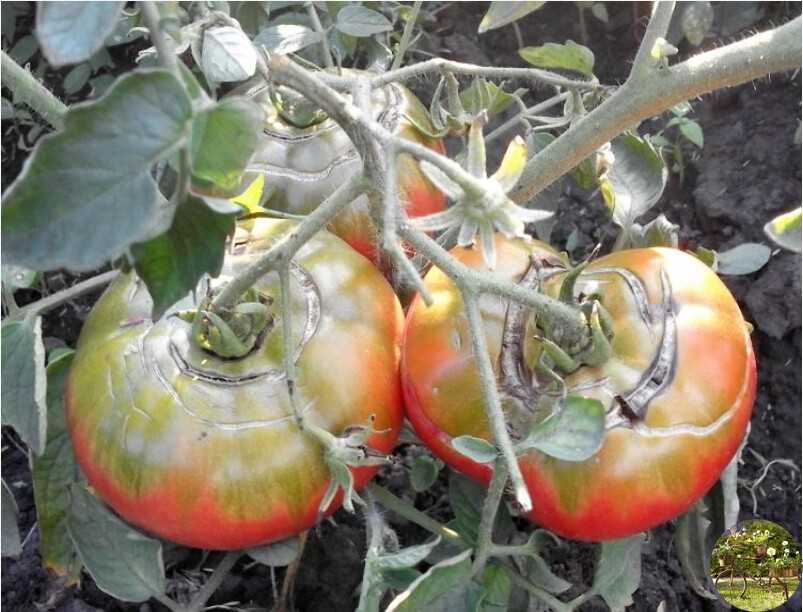 Почему трескаются помидоры в теплице и как этого избежать? ответ здесь!
