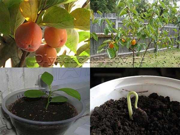 Секреты опытных садоводов, как вырастить яблоню из семечка в домашних условиях