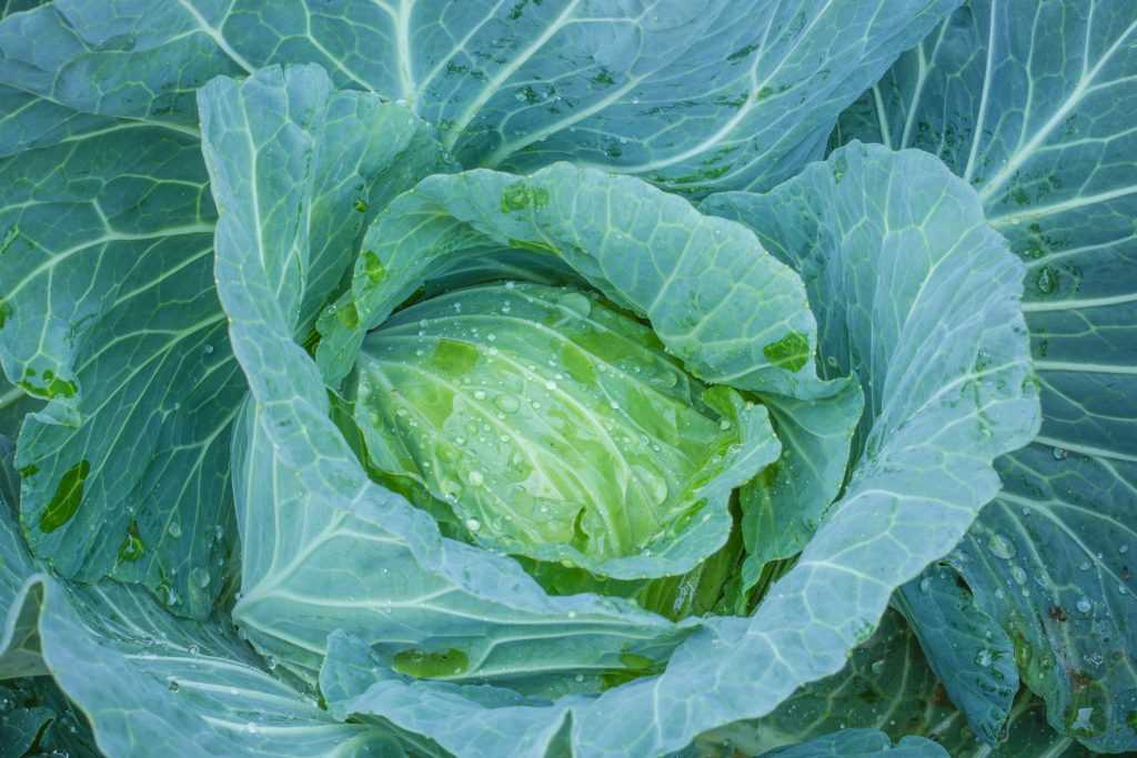 Капуста тобия f1: описание гибрида и характеристика урожайности и вкусовых качеств, фото сорта и отзывы огородников