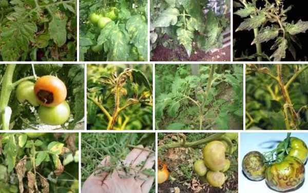 Болезни рассады, листьев, стеблей, плодов томатов – описание с фото