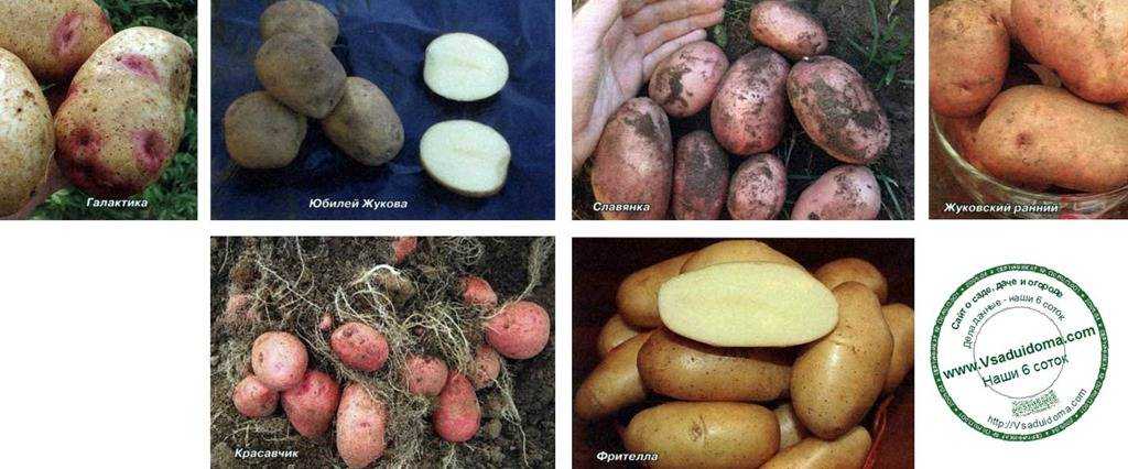 Описание сорта картофеля брянский деликатес