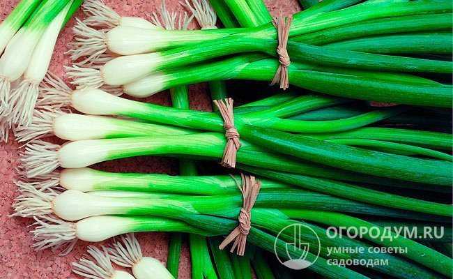 Привлекательные и ароматные перья зелени — лук перформер: выращивание, описание сорта