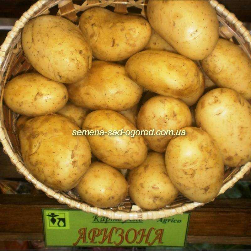 Картофель аризона: описание, характеристика и вкусовые качества сорта, выращивание и уход, фото