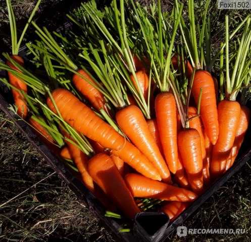 Морковь семена лучшие сорта для урала 2021
