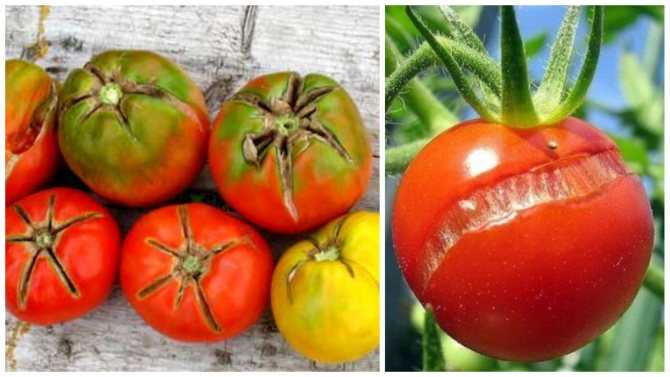 Что делать, если томаты начали трескаться. ищем причину и решение