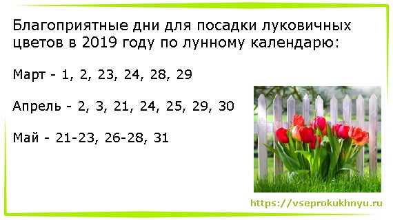 Посадка тюльпанов в 2021 году: когда сажать, сроки, благоприятные дни