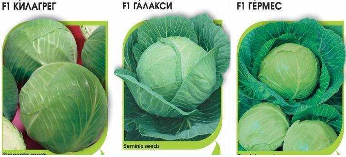 Капуста доминанта f1: характеристика и описание сорта белокочанной капусты, отзывы о нем, фото