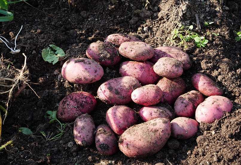 Сорта картошки для жарки. 40 сортов картофеля для пюре, жарки, запекания и картошки фри | дачная жизнь