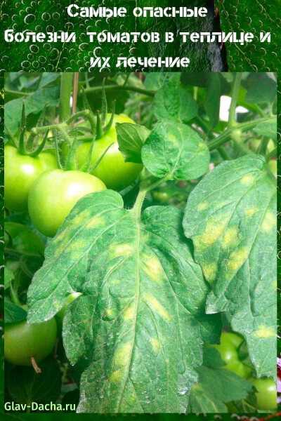 Пятна на листьях томатов: что делать, чем лечить, как предотвратить
