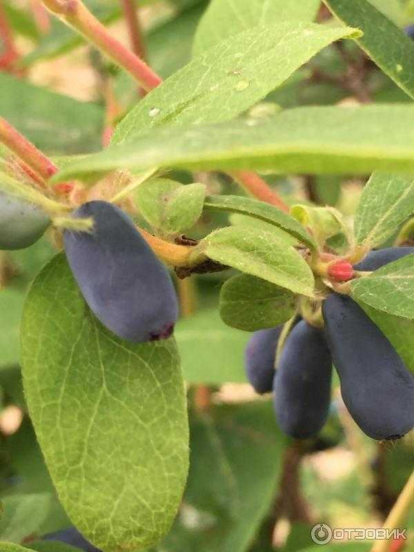 Жимолость — полезные свойства синих ягод