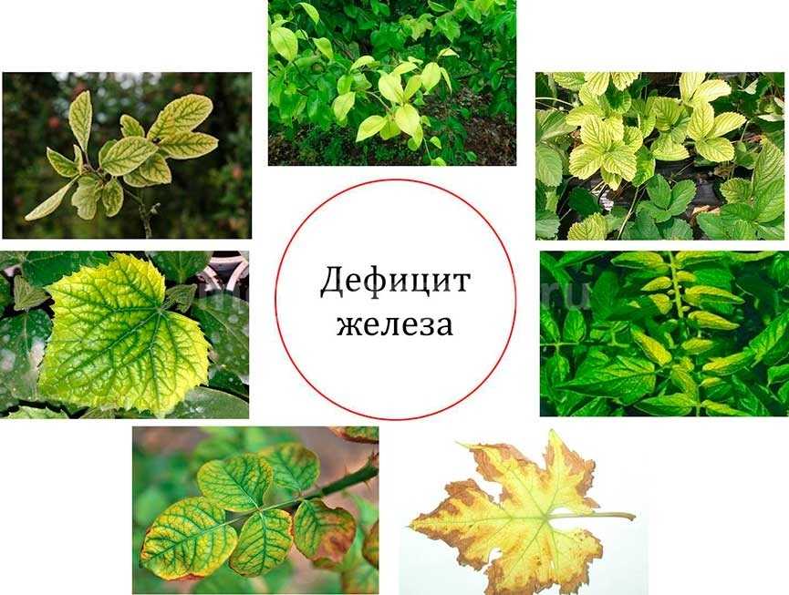 Артрит голеностопного сустава - симптомы и лечение