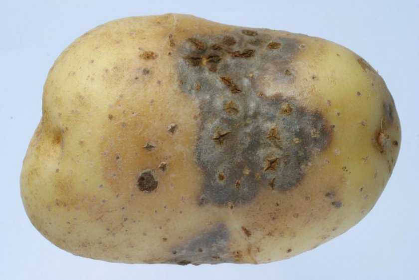 Гниль картофеля: виды, описание, фото, как бороться | домашняя ферма