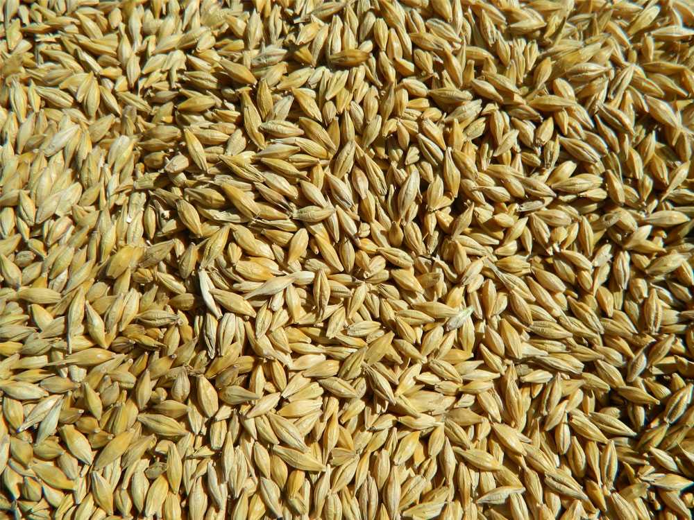 Пшеница фуражная: что такое фураж 5 класс, срок годности зерна, чем отличается от продовольственной