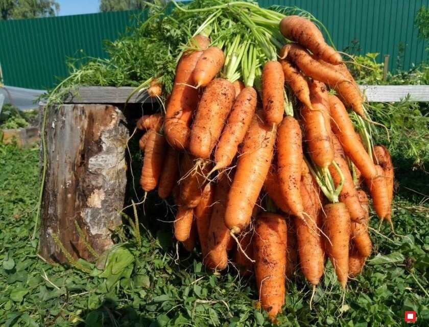Морковь не растет: чем подкормить в открытом грунте, чтобы не была мелкой, минеральные удобрения и сидераты после всходов весной и летом, настой зеленых трав