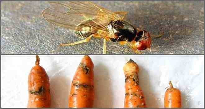Морковная муха: фото и описание, как с ней бороться. народные средства от морковной мухи