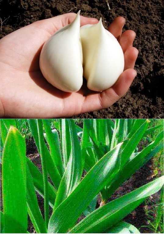 Анзур — гигантский, горный лук-чеснок, выращивание