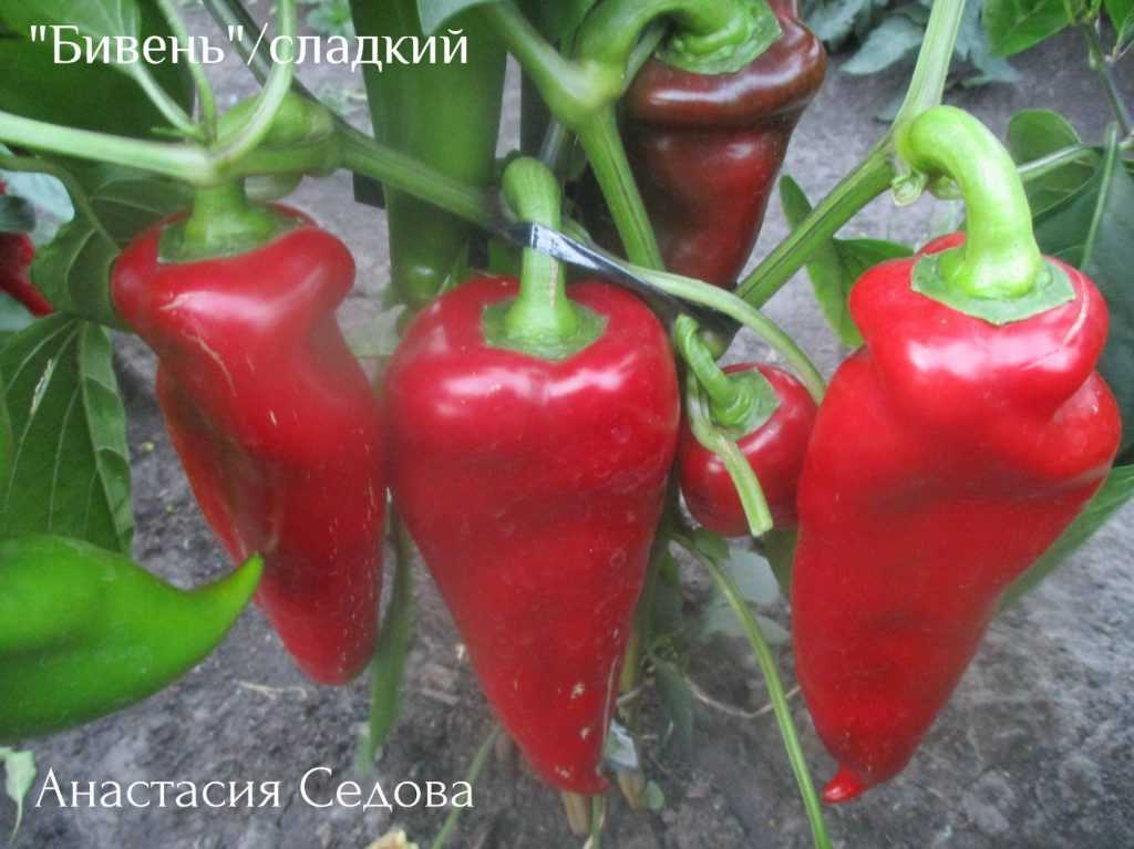 Перец бивень: отзывы об урожайности, фото семян сибирский сад, характеристика и описание сладкого болгарского сорта