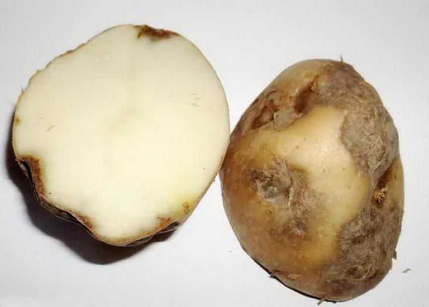 Что делать, если картошка лопается и растрескивается в земле, почему так происходит