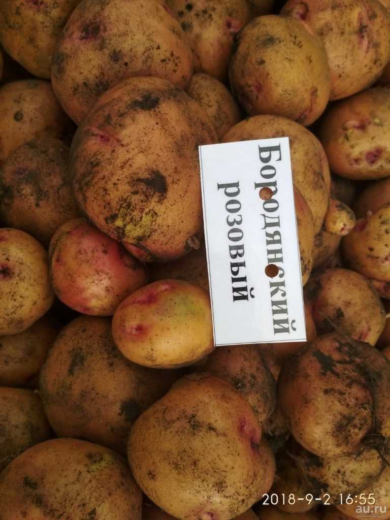 Среднеранний сорт картофеля, устойчивый к заболеваниям — брянский деликатес